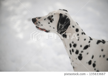 A dalmatian dog with white spots is standing in the snow 135633667