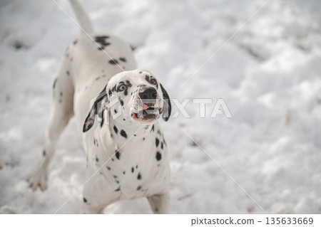 A dalmatian dog with black and white spots is standing in the snow A dalmatian dog with black and white spots is standing in the snow 135633669