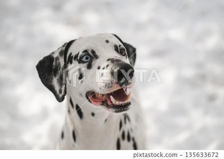 A dalmatian dog with a blue eye and white spots is smiling A dalmatian dog with a blue eye and white spots is smiling 135633672
