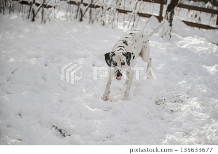 A dalmatian dog is running through the snow A dalmatian dog is running through the snow 135633677