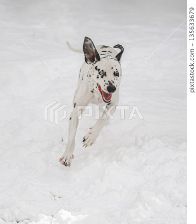 A dog is running through the snow 135633679