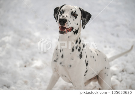 A white and black dog is standing in the snow 135633680