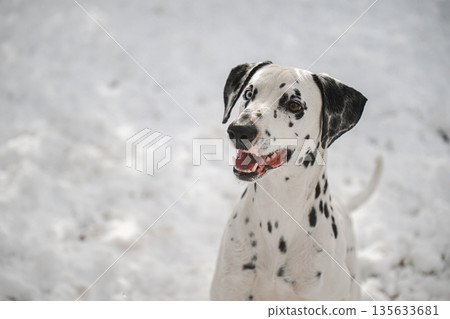 A dog with black and white spots is standing in the snow A dog with black and white spots is standing in the snow 135633681