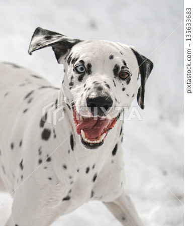 A Dalmatian dog is running in the snow with its tongue out A Dalmatian dog is running in the snow with its tongue out 135633683