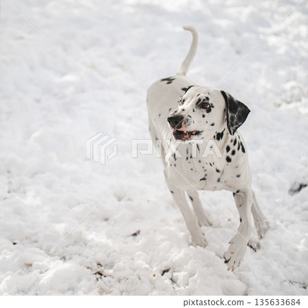 A dalmatian white dog with black spots is running through the snow A dalmatian white dog with black spots is running through the snow 135633684