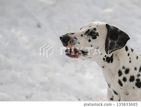 A dalmatian dog with a black nose and white spots is standing in the snow 135633685