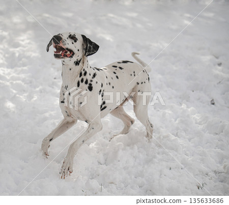 A dalmatian dog is running in the snow A dalmatian dog is running in the snow 135633686