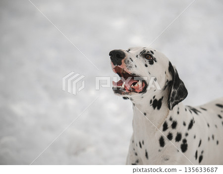 A dalmatian dog with a black and white coat is standing in the snow 135633687