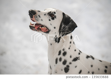 A dalmatian dog with black and white spots is standing in the snow A dalmatian dog with black and white spots is standing in the snow 135633688