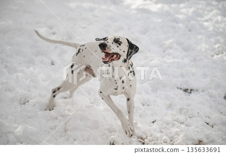 A white dog with black spots is running through the snow A white dog with black spots is running through the snow 135633691