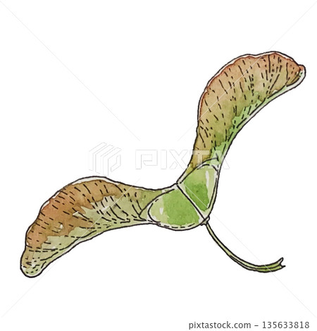hand drawn watercolor illustration of a maple seed isolated hand drawn watercolor illustration of a maple seed isolated 135633818