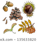set of watercolor illustrations with autumn seeds 135633820