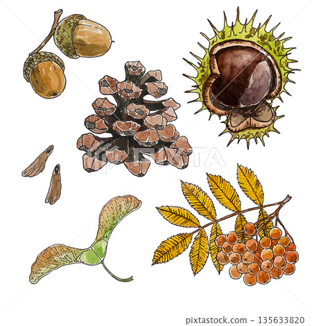 set of watercolor illustrations with autumn seeds set of watercolor illustrations with autumn seeds 135633820
