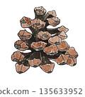 watercolor illustration of pine cone on white background 135633952