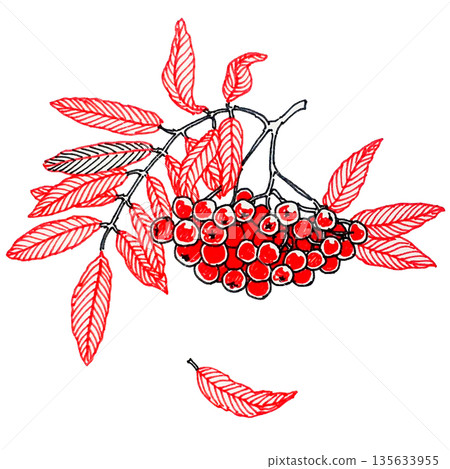 graphic illustration of a branch of rowan 135633955