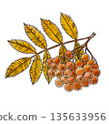 watercolor illustration of a branch of rowan 135633956