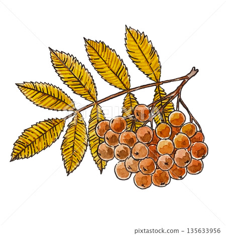 watercolor illustration of a branch of rowan 135633956