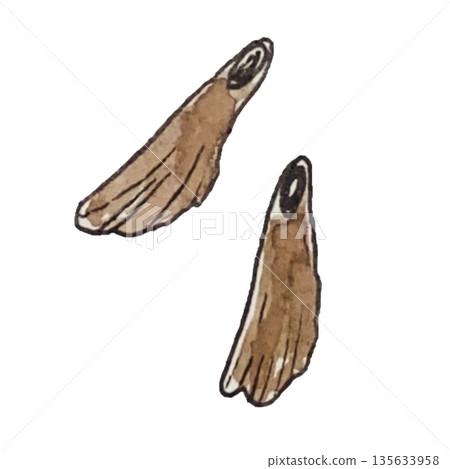 watercolor illustration of pine cone seeds isolated on white background 135633958