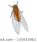 watercolor illustration of cicada isolated on white background 135633961