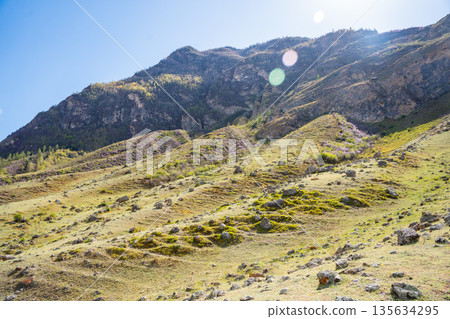 Blooming maralnik on mountain slopes in Chulyshman valley Altai Russia Bright spring symbol of wild Altai nature and seasonal renewal 135634295