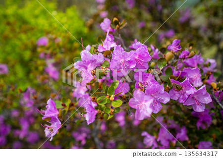 Close up view of blooming maralnik on mountain slopes in Chulyshman valley Altai Russia Bright spring symbol of wild Altai nature and seasonal renewal 135634317