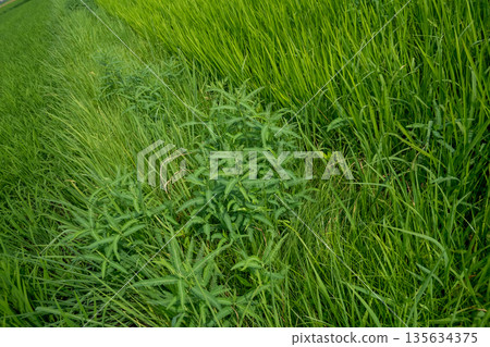 paddy field, rice field, paddy 135634375