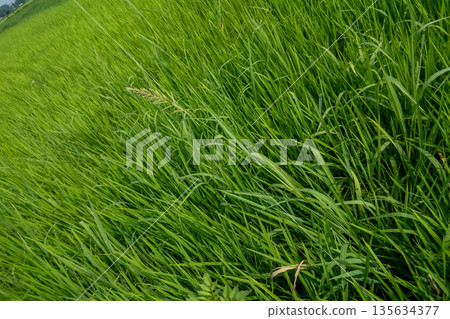 稻田 水稻 日本小米 135634377