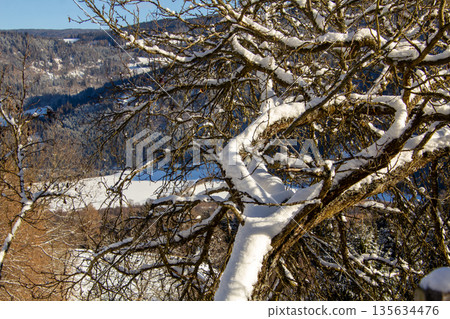 Snow covered fruit tree with in the mountains Snow covered fruit tree with in the mountains 135634476