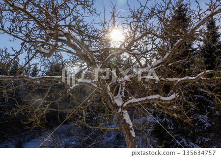 Snow covered fruit tree with the sunlight coming through the branches. Snow covered fruit tree with the sunlight coming through the branches. 135634757
