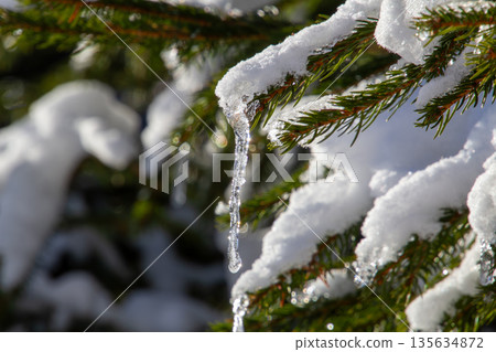Icicle hanging on a snow-covered pine branch 135634872