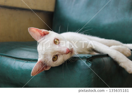 white cat lying on the bed white cat lying on the bed 135635181