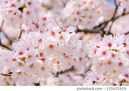 Sakura that shines in the blue sky Sakura that shines in the blue sky 135635919