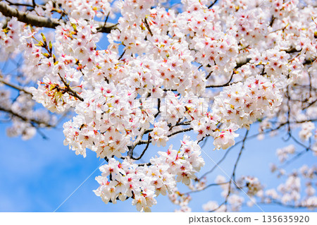 Sakura that shines in the blue sky 135635920