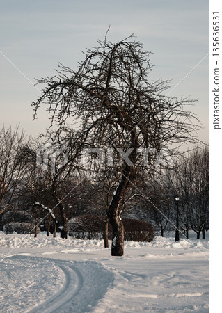 Bare trees stand in a park covered in snow. Ski tracks run across the foreground on a winter day. Other bare trees and a vintage lamp post appear in the background Bare trees stand in a park covered in snow. Ski tracks run across the foreground on a winter day. Other bare trees and a vintage lamp post appear in the background 135636531