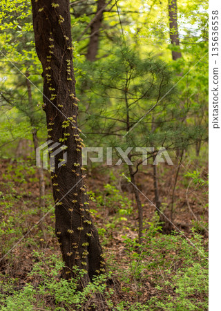 Tree Trunk with Vines in Lush Forest 135636558