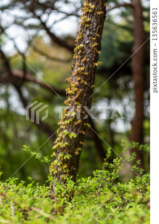 Tree Trunk with Climbing Vines in Forest Tree Trunk with Climbing Vines in Forest 135636561