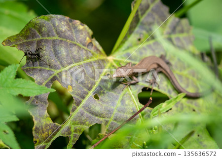 Lizard and Ant on Leaf in Garden Lizard and Ant on Leaf in Garden 135636572