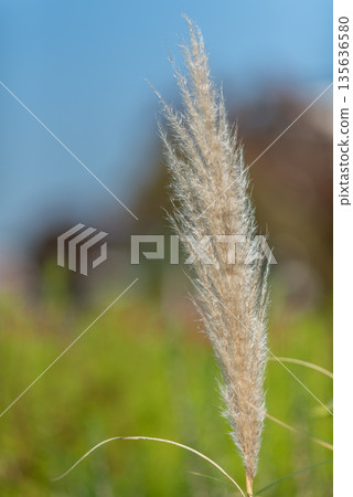 Pampas Grass Plume in Natural Setting Pampas Grass Plume in Natural Setting 135636580