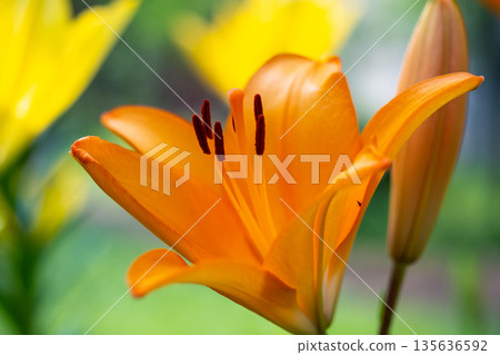 Vibrant Orange Lily in Bloom Vibrant Orange Lily in Bloom 135636592