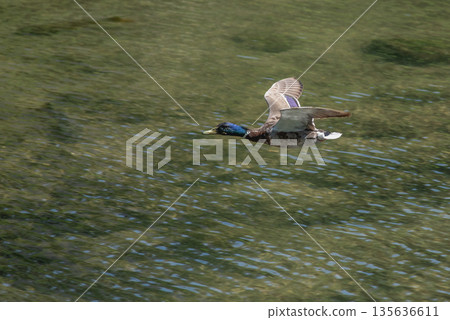 Mallard Duck Flying Over Water Mallard Duck Flying Over Water 135636611