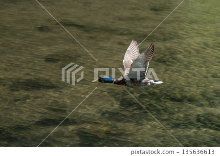 Mallard Duck Flying Over Water Mallard Duck Flying Over Water 135636613