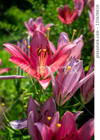 Vibrant Pink Lilies in Bloom Vibrant Pink Lilies in Bloom 135636616