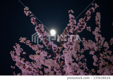 Cherry Blossoms and Full Moon at Night 135636628