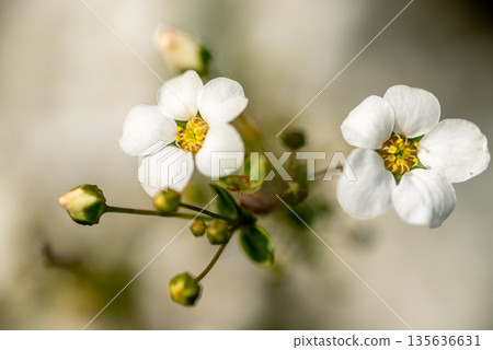 Delicate white flowers in bloom Delicate white flowers in bloom 135636631