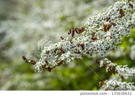 White Flowers on Branch with Blurred Background White Flowers on Branch with Blurred Background 135636632