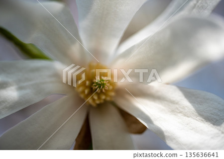 Close-Up of White Magnolia Flower with Soft Petals Close-Up of White Magnolia Flower with Soft Petals 135636641
