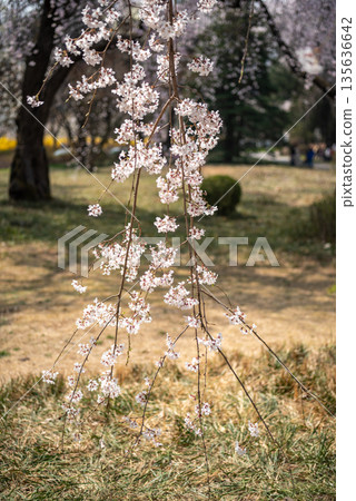 Delicate cherry blossoms in a serene park setting Delicate cherry blossoms in a serene park setting 135636642
