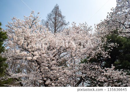 Cherry Blossom Tree in Full Bloom 135636645
