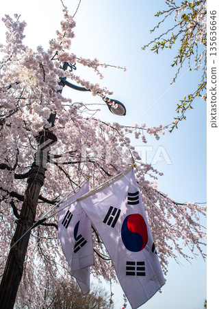 South Korean Flags Amid Cherry Blossoms 135636646