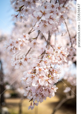 Cherry Blossoms in Full Bloom 135636647